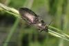 Selatosomus latus